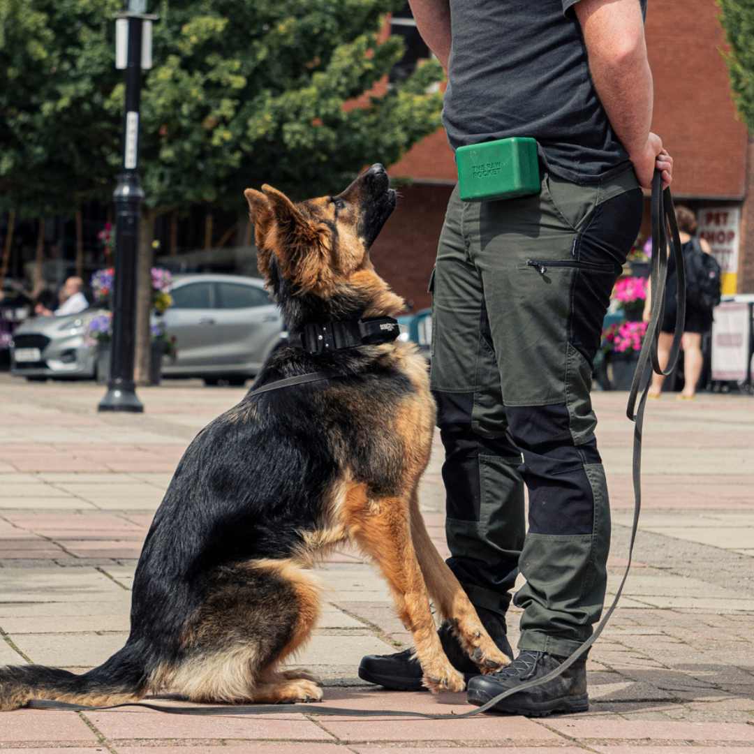 German shepherd in a sit position in fornt of a man wearing a Forest Raw Pocket on their hip